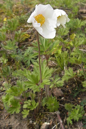 Anemone sylvestris \ Wald-Anemone / Snowdrop Anemone, D Mainz 21.4.2012