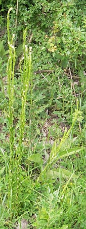 Arabis nemorensis \ Flachschotige Gnsekresse, Auen-Gnsekresse / Gerard's Rock-Cress, D Lampertheim 21.5.2012