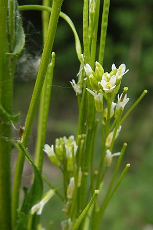 Arabis nemorensis \ Flachschotige Gnsekresse, Auen-Gnsekresse / Gerard's Rock-Cress, D Lampertheim 21.5.2012