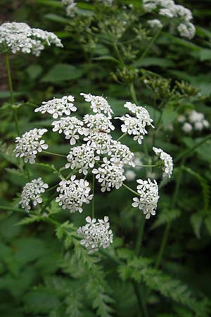 Anthriscus sylvestris \ Wiesen-Kerbel / Cow Parsley, D Eichstätt 4.6.2012