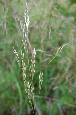Agrostis stolonifera \ Weies Straugras / Creeping Bentgrass, D Dietzenbach 2.7.2013