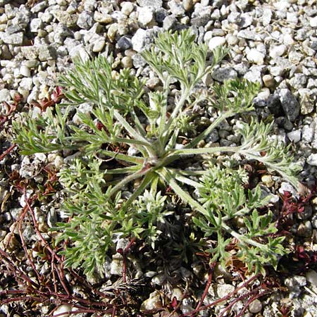 Artemisia scoparia \ Besen-Beifu / Redstem Wormwood, Virgate Sagebrush, D Obernzell an der Donau 30.3.2014