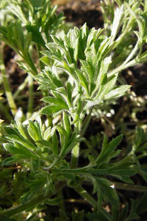 Artemisia scoparia \ Besen-Beifu / Redstem Wormwood, Virgate Sagebrush, D Obernzell an der Donau 30.3.2014