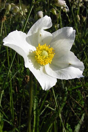 Anemone sylvestris \ Wald-Anemone / Snowdrop Anemone, D Hemsbach 7.8.2014