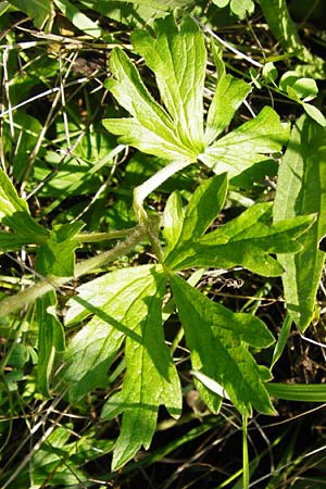 Anemone sylvestris \ Wald-Anemone / Snowdrop Anemone, D Hemsbach 7.8.2014
