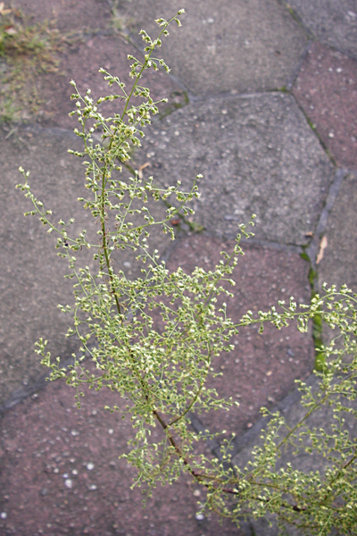 Artemisia scoparia \ Besen-Beifu / Redstem Wormwood, Virgate Sagebrush, D Obernzell an der Donau 8.9.2014