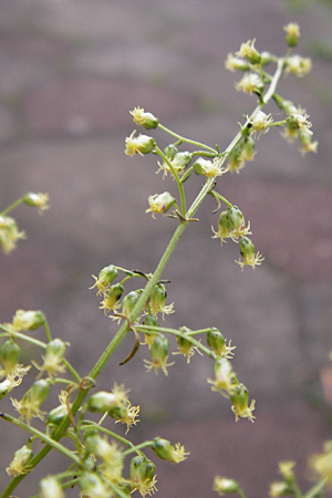 Artemisia scoparia \ Besen-Beifu / Redstem Wormwood, Virgate Sagebrush, D Obernzell an der Donau 8.9.2014