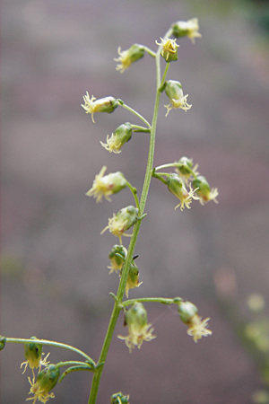 Artemisia scoparia \ Besen-Beifu / Redstem Wormwood, Virgate Sagebrush, D Obernzell an der Donau 8.9.2014