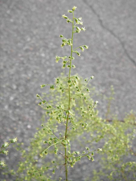 Artemisia scoparia \ Besen-Beifu / Redstem Wormwood, Virgate Sagebrush, D Obernzell an der Donau 8.9.2014