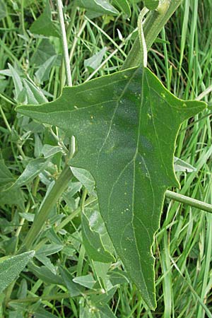Atriplex micrantha \ Verschiedensamige Melde / Two-Seeded Orache, D Mannheim 23.8.2006