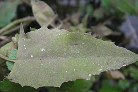 Atriplex prostrata \ Spie-Melde, Spieblttrige Melde / Spear-Leaved Orache, D Friedberg 26.8.2006