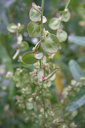 Atriplex hortensis \ Garten-Melde / Garden Orache, D Weinheim an der Bergstraße 1.9.2008