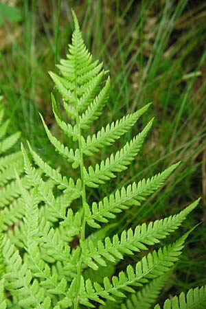 Athyrium filix-femina \ Frauenfarn / Common Lady Fern, D Odenwald, Langenthal 18.5.2009