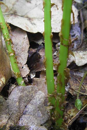Athyrium filix-femina \ Frauenfarn / Common Lady Fern, D Odenwald, Langenthal 18.5.2009