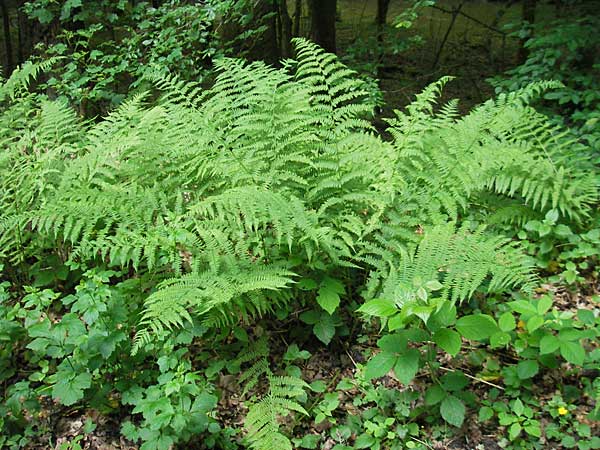 Athyrium filix-femina \ Frauenfarn / Common Lady Fern, D Odenwald, Langenthal 18.5.2009