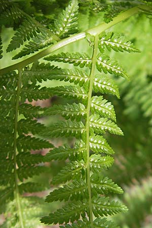 Athyrium filix-femina \ Frauenfarn / Common Lady Fern, D Eisenberg 28.6.2009