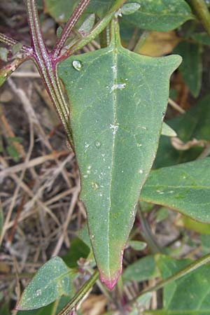 Atriplex prostrata \ Spie-Melde, Spieblttrige Melde / Spear-Leaved Orache, D Bad Nauheim 11.7.2009