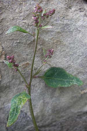 Atriplex prostrata \ Spie-Melde, Spieblttrige Melde / Spear-Leaved Orache, D Bad Nauheim 11.7.2009
