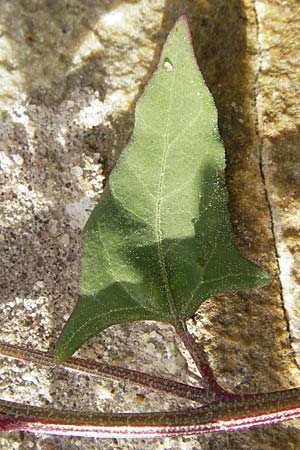 Atriplex prostrata \ Spie-Melde, Spieblttrige Melde / Spear-Leaved Orache, D Bad Nauheim 11.7.2009