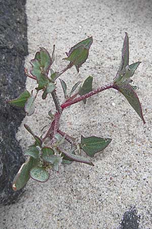 Atriplex prostrata \ Spie-Melde, Spieblttrige Melde / Spear-Leaved Orache, D Fehmarn 3.8.2009
