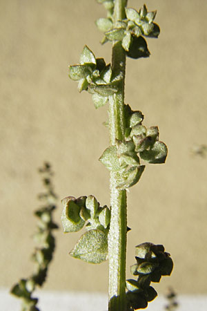 Atriplex micrantha \ Verschiedensamige Melde / Two-Seeded Orache, D Mannheim 31.8.2009