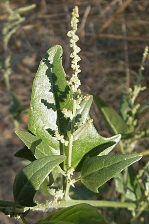 Atriplex micrantha \ Verschiedensamige Melde / Two-Seeded Orache, D Mannheim 6.9.2009