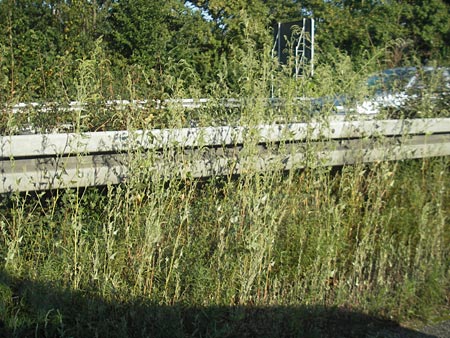 Atriplex micrantha \ Verschiedensamige Melde / Two-Seeded Orache, D Heidelberg 8.9.2009