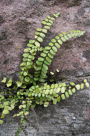 Asplenium trichomanes s.l. \ Braunstieliger Streifenfarn / Spleenwort, D Neckarsteinach 11.4.2010