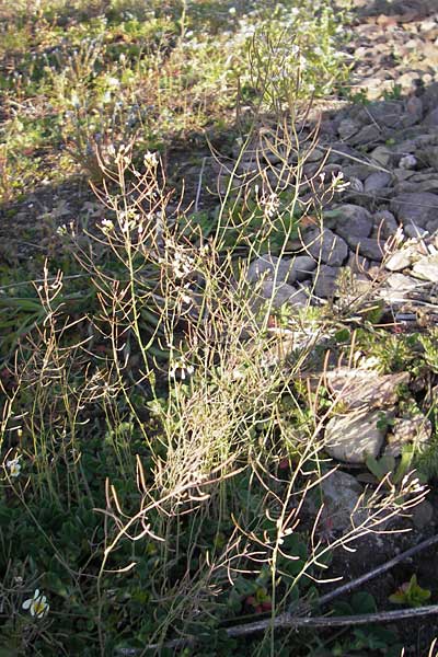 Arabidopsis thaliana \ Acker-Schmalwand / Thale Cress, D Mannheim 22.4.2010