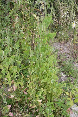 Atriplex prostrata \ Spie-Melde, Spieblttrige Melde / Spear-Leaved Orache, D Ludwigshafen 12.7.2010