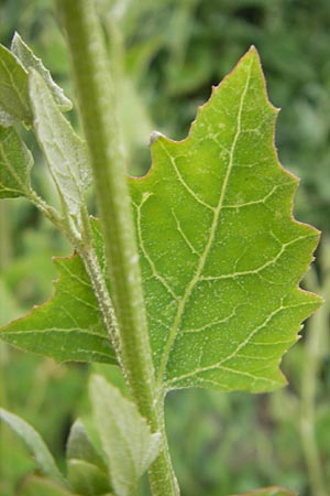 Atriplex prostrata \ Spie-Melde, Spieblttrige Melde / Spear-Leaved Orache, D Ludwigshafen 12.7.2010