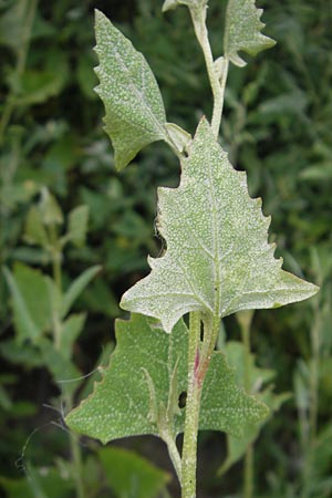Atriplex prostrata \ Spie-Melde, Spieblttrige Melde / Spear-Leaved Orache, D Ludwigshafen 12.7.2010