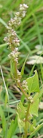 Atriplex prostrata \ Spie-Melde, Spieblttrige Melde / Spear-Leaved Orache, D Mannheim 26.9.2007