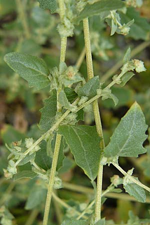 Atriplex rosea \ Rosen-Melde / Tumbling Orache, D Ludwigshafen 11.9.2008