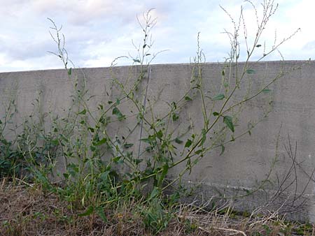 Atriplex micrantha \ Verschiedensamige Melde / Two-Seeded Orache, D Ludwigshafen 3.9.2009