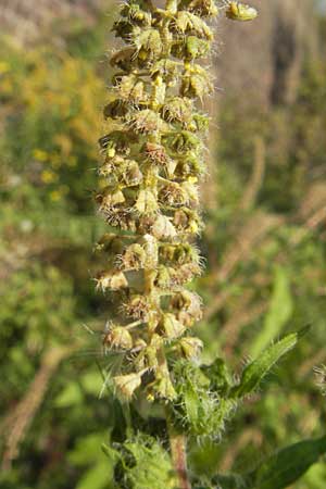 Ambrosia trifida \ Dreilappige Ambrosie / Giant Ragweed, D Mannheim 25.9.2011