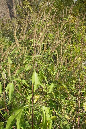 Ambrosia trifida \ Dreilappige Ambrosie / Giant Ragweed, D Mannheim 25.9.2011