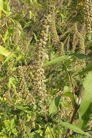 Ambrosia trifida \ Dreilappige Ambrosie / Giant Ragweed, D Mannheim 25.9.2011