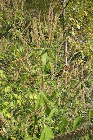 Ambrosia trifida \ Dreilappige Ambrosie / Giant Ragweed, D Mannheim 25.9.2011
