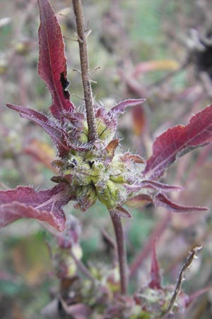 Ambrosia trifida \ Dreilappige Ambrosie / Giant Ragweed, D Mannheim 18.10.2011