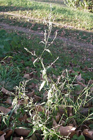 Atriplex patula \ Spreizende Melde, Gewhnliche Melde / Spreading Orache, Common Orache, D Mannheim 9.9.2012