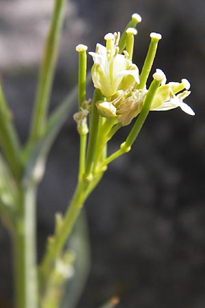 Arabis glabra \ Kahles Turmkraut / Tower Mustard, D Rhön, Milseburg 27.7.2013