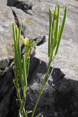 Arabis glabra \ Kahles Turmkraut / Tower Mustard, D Rhön, Milseburg 27.7.2013