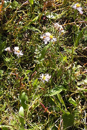 Tripolium pannonicum subsp. pannonicum \ Meer-Aster, Strand-Aster, D Philippsthal-Heimboldshausen 3.10.2013