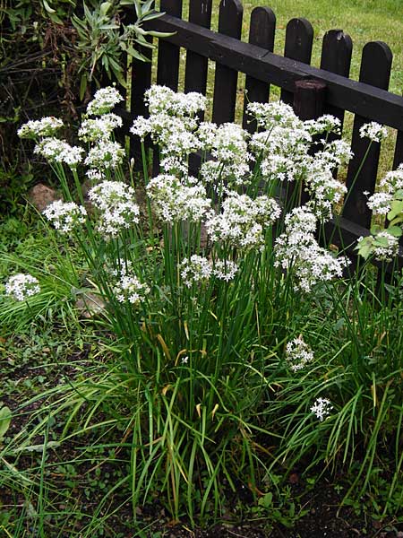 Allium tuberosum \ Schnitt-Knob-Lauch, Chinesischer Schnitt-Lauch / Garlic Chives, Chinese Leek, D Alsbach 21.9.2014