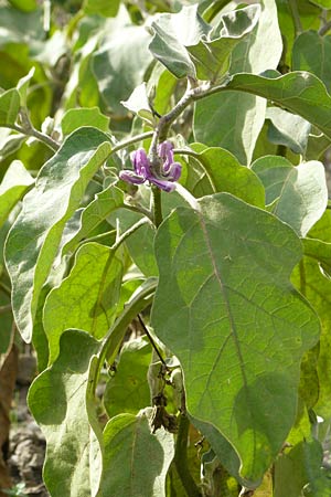 Solanum melongena \ Aubergine, Eierfrucht / Aubergine, Eggplant, D Mannheim 8.10.2011