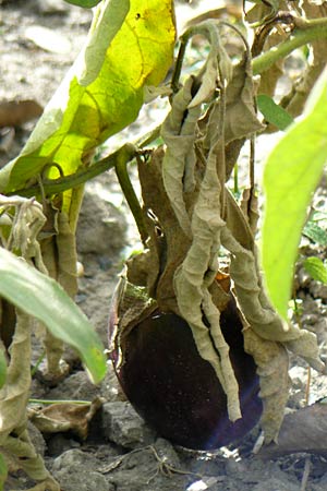Solanum melongena \ Aubergine, Eierfrucht / Aubergine, Eggplant, D Mannheim 8.10.2011