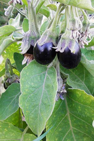 Solanum melongena \ Aubergine, Eierfrucht / Aubergine, Eggplant, D Mannheim 26.6.2014