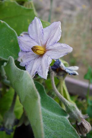 Solanum melongena \ Aubergine, Eierfrucht / Aubergine, Eggplant, D Mannheim 26.6.2014