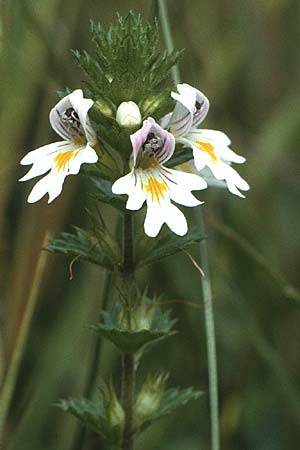 Euphrasia rostkoviana \ Gewhnlicher Augentrost / Common Eyebright, D Bayern/Bavaria Enzenstetten 15.8.1987